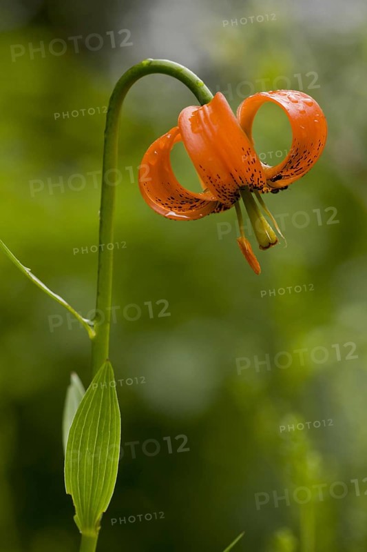 Carnic Lily