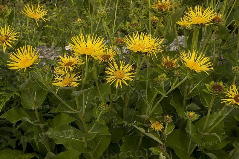 Elecampane