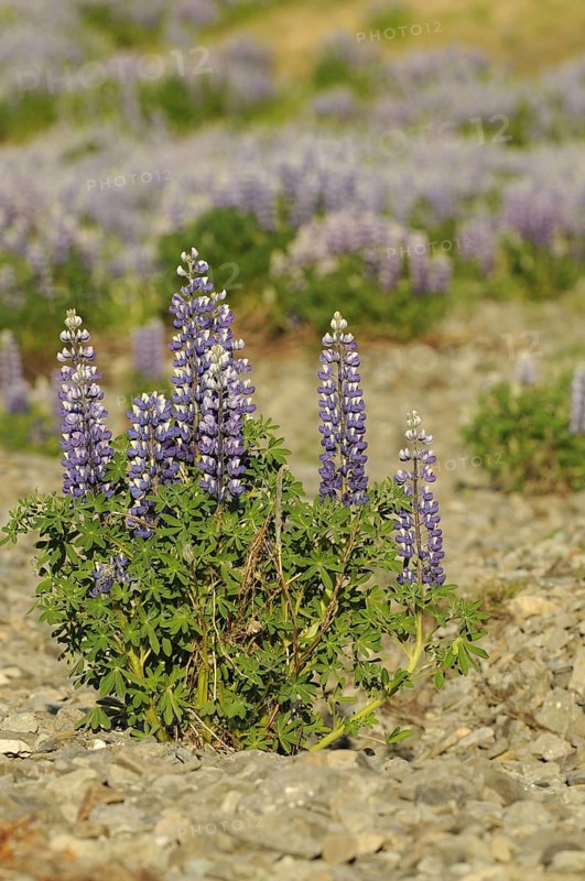 Nootka Lupin