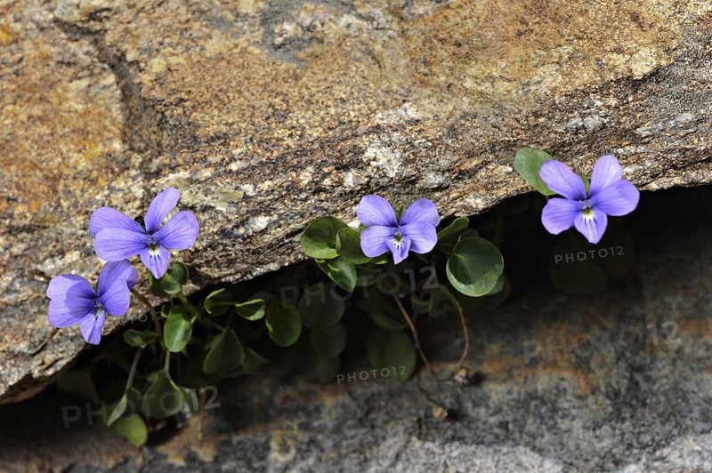 Maritime Alps Pansy