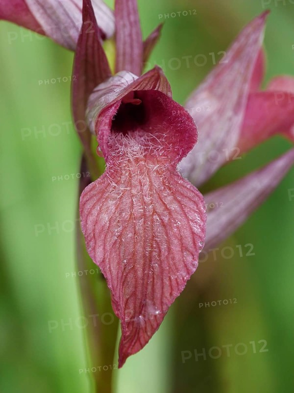 Neglected tongue orchid