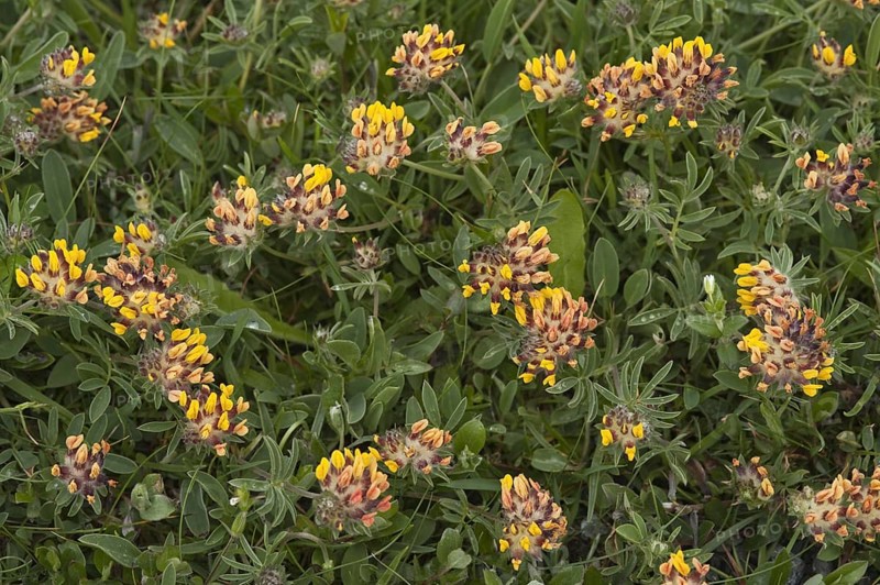 Kidney vetch flowering