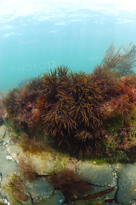 Discoid forkweed