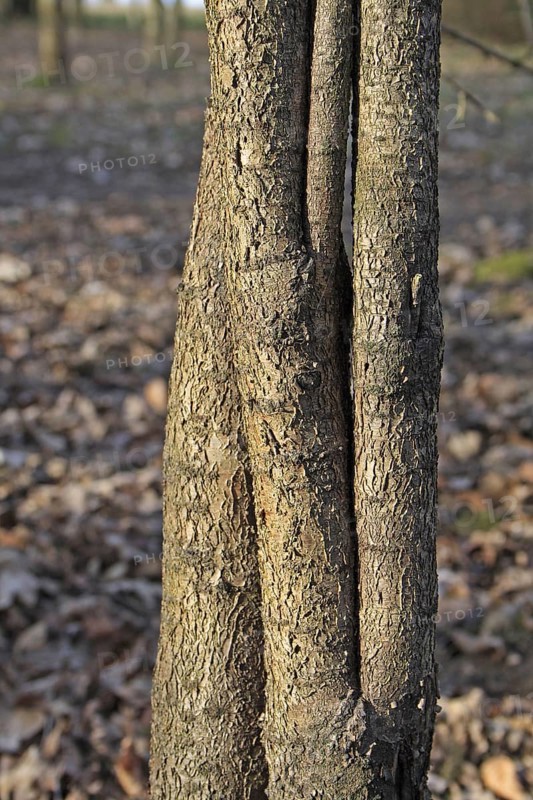 Common Buckthorn