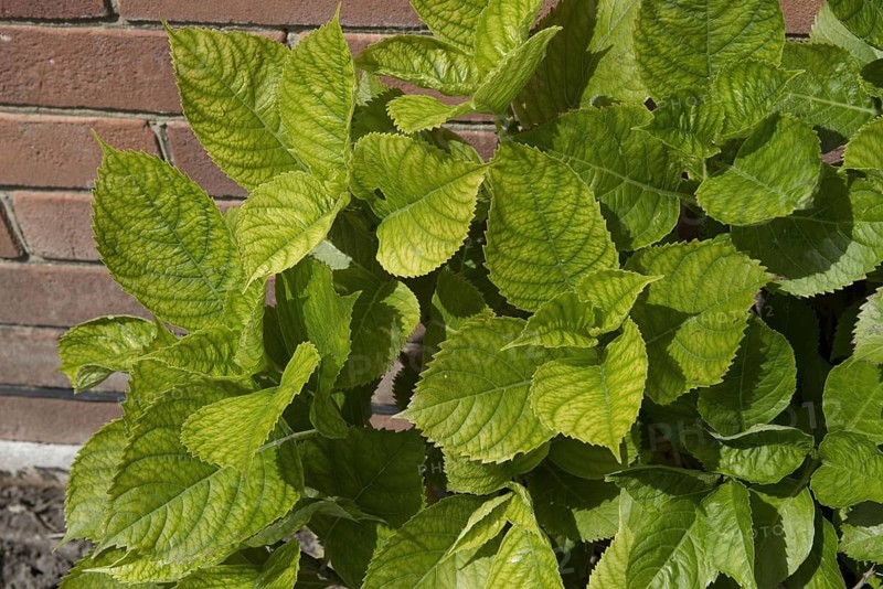Lime induced iron deficiency symptoms on the new leaves of a
