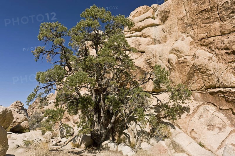Single-leaved pine