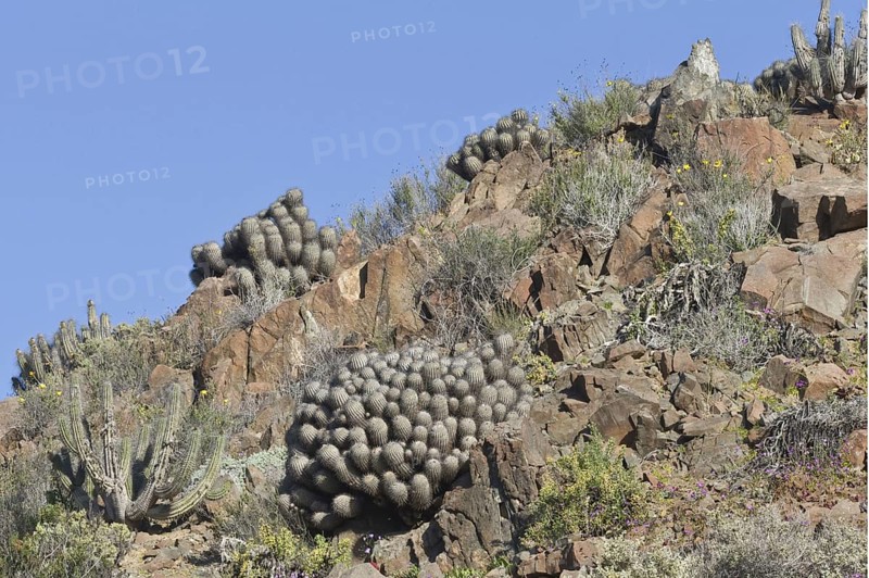 Copiapoa echinoides