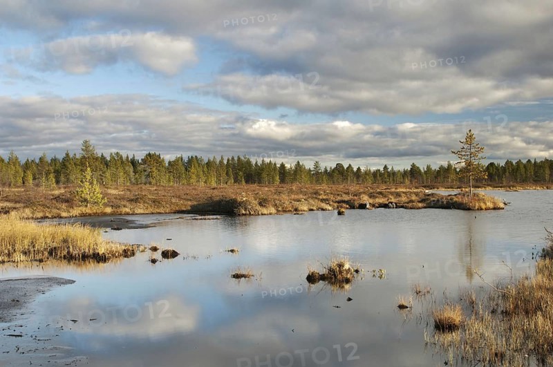 View of pool in boreal bog habitat
