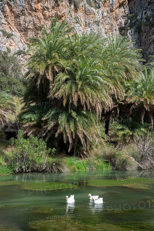 Palm beach of Preveli