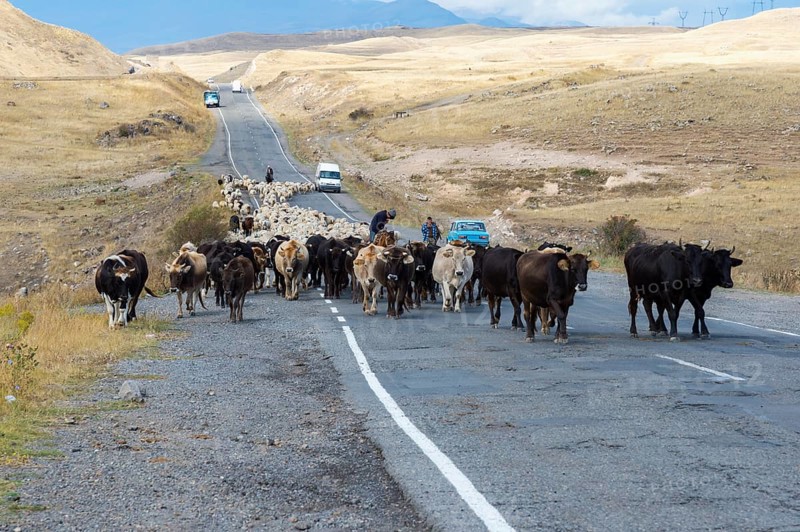 Shepherd leading a group of cows and sheep down a road