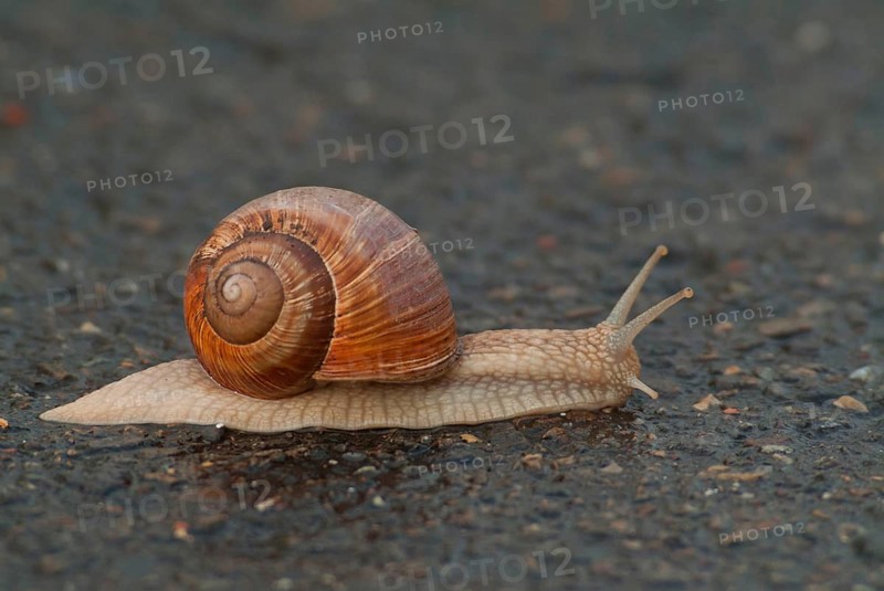 Roman snail