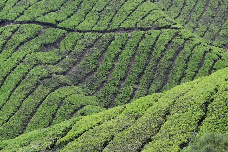 Tea Plantation