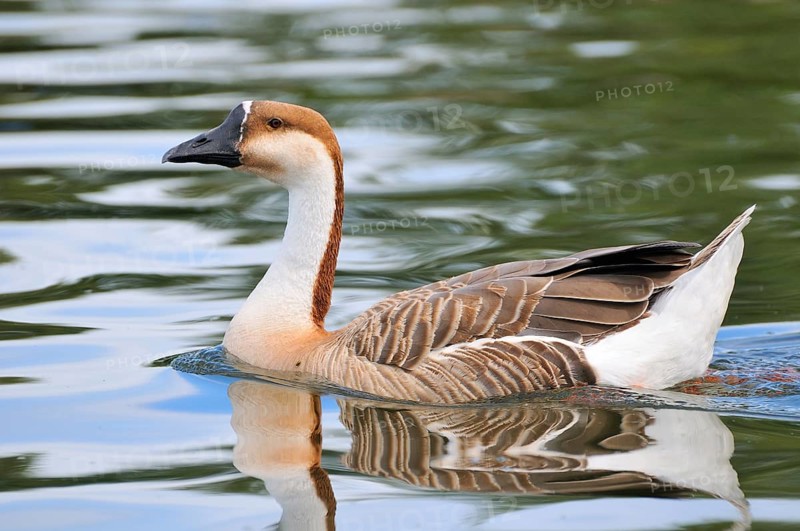Swan Goose