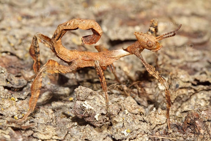Australian Giant Ghost Insect