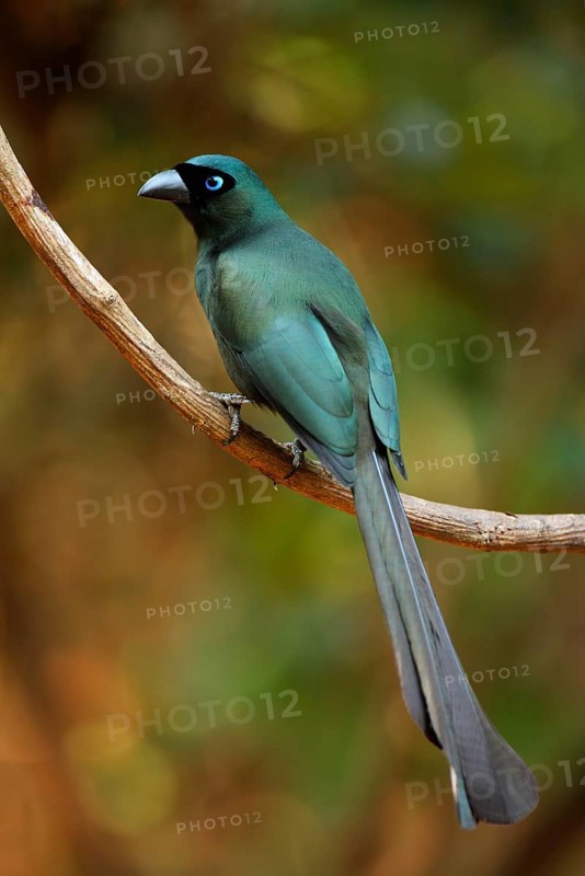 Adult vine-sitting serrated-tailed treepie