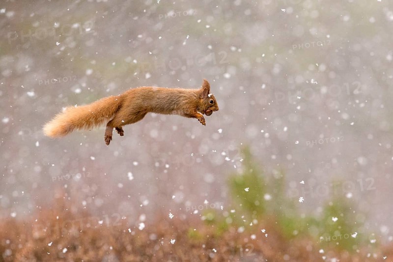 Eurasian red squirrel