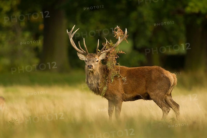 Red deer