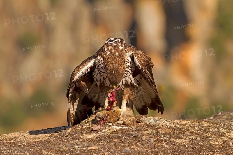 Bonelli's Eagle