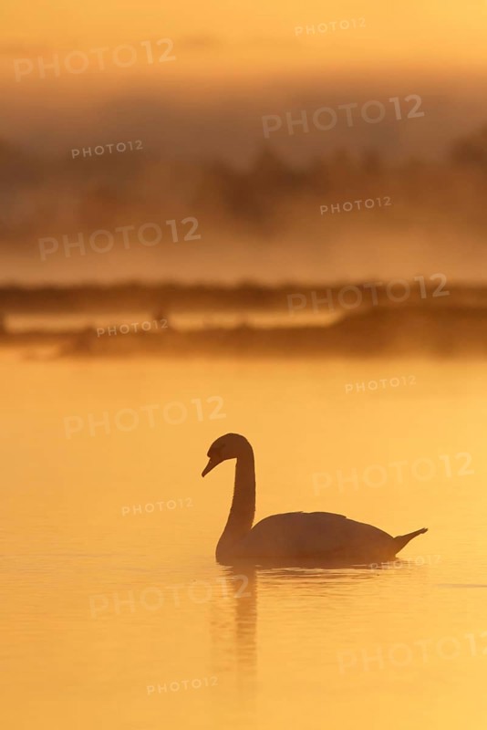 Mute Swan