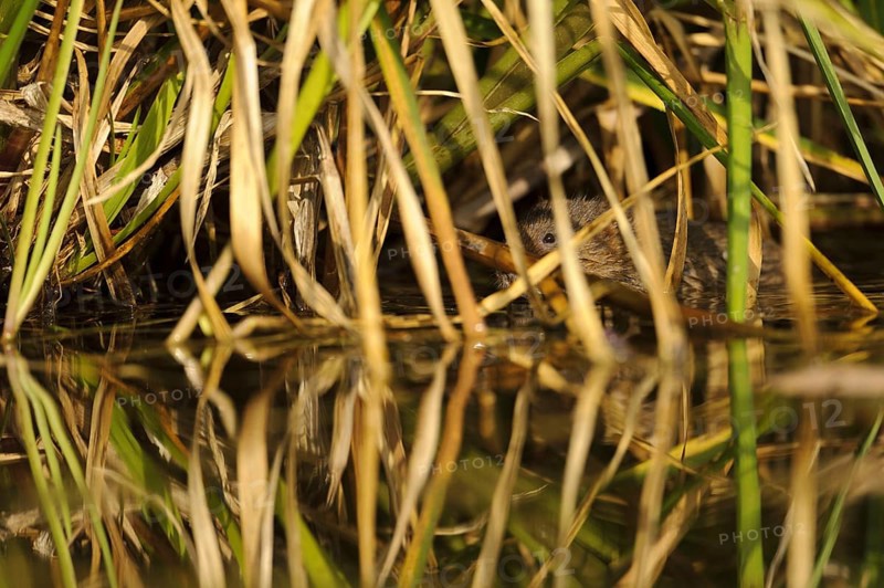 Eastern vole