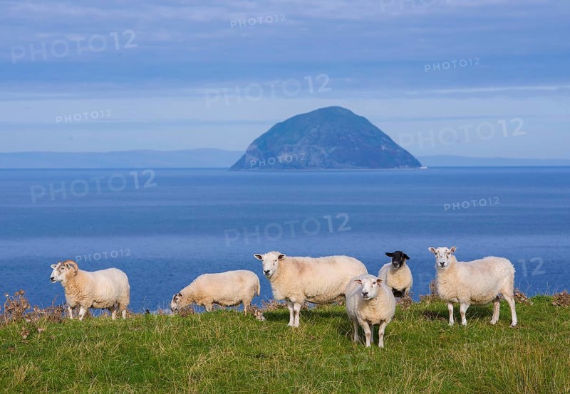 Local sheep