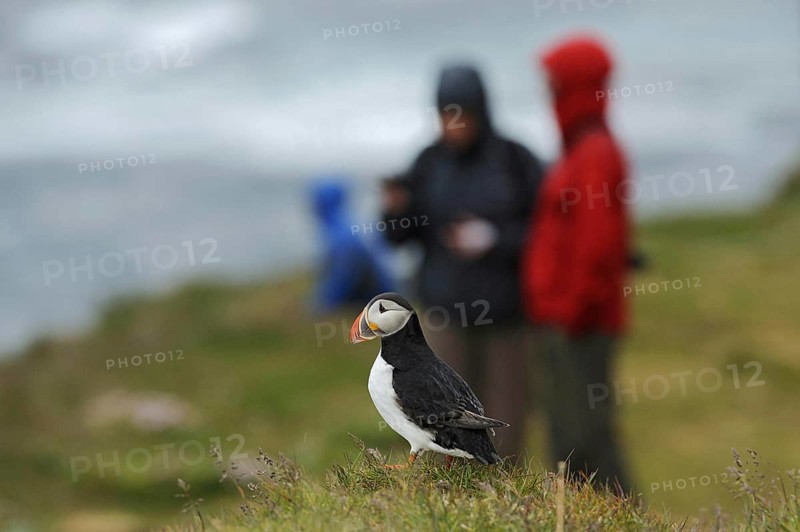Puffin