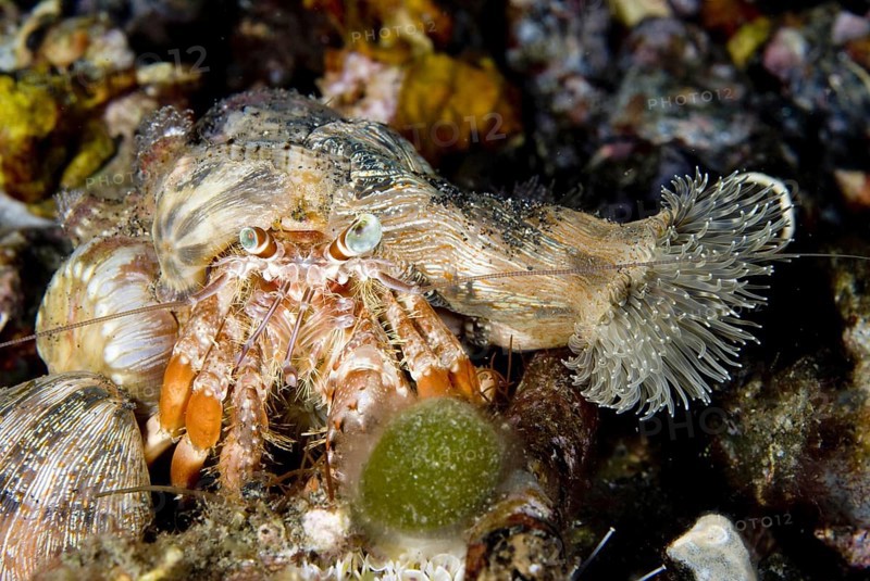 Anemone hermit crabs
