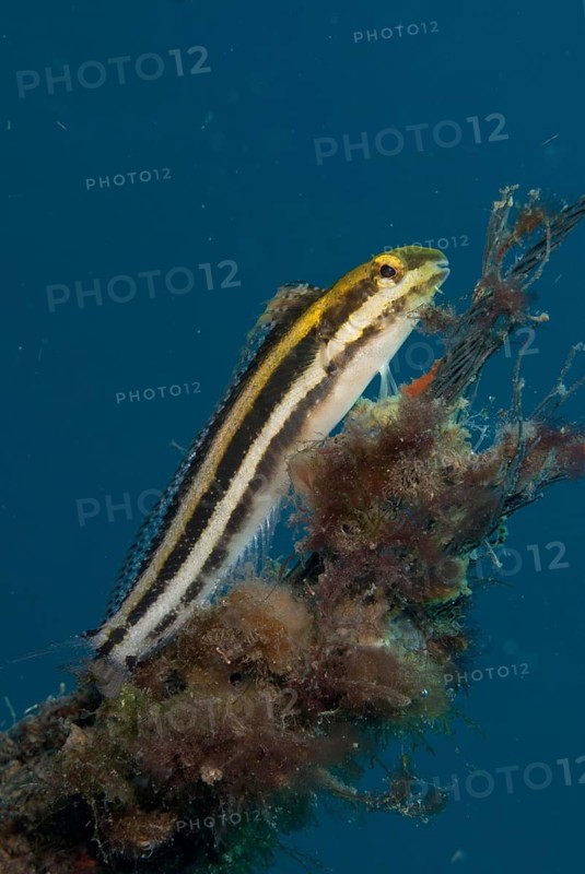 Sabretooth blenny