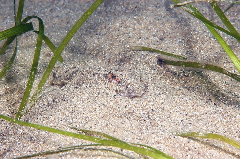 Common Dragonet