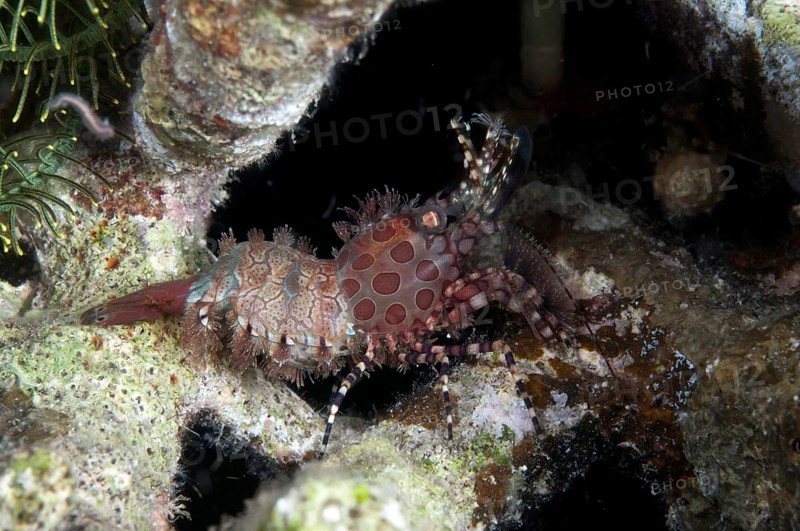 Common Marble Shrimp