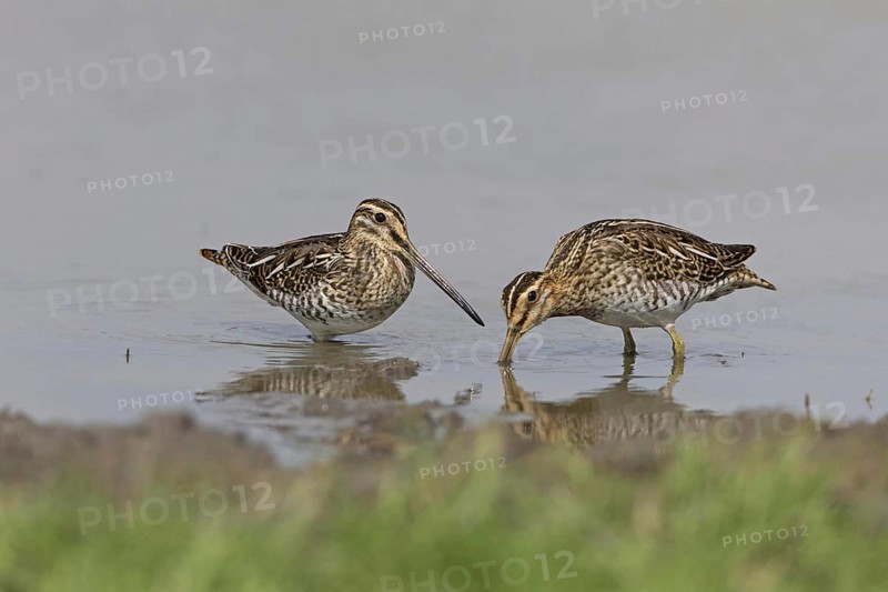 Common snipe