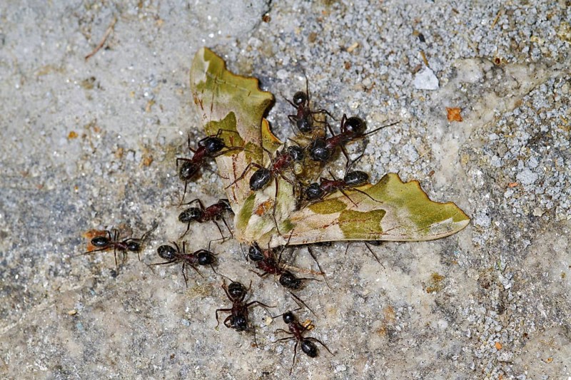 Southern Wood Ant