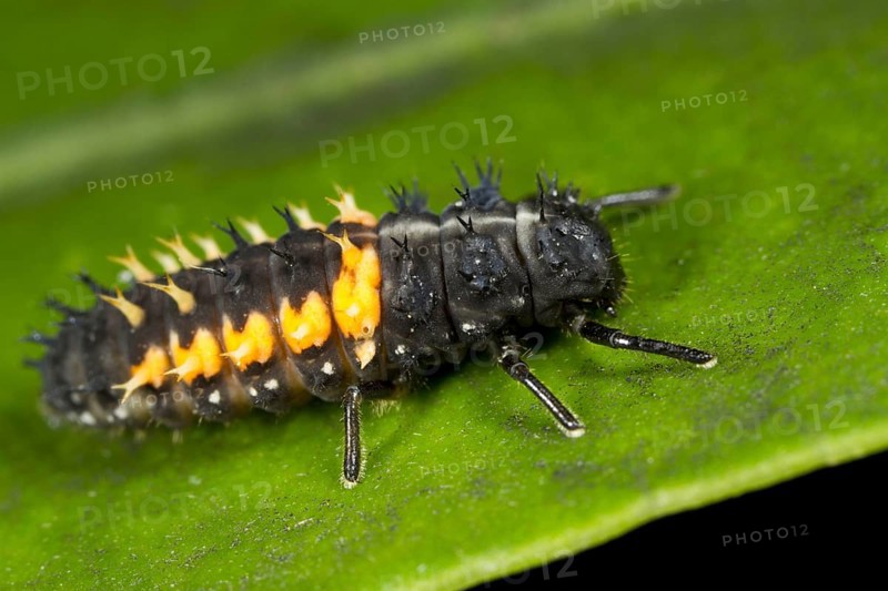 Asian Ladybird