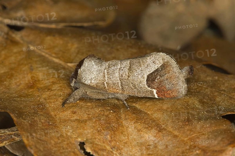 Chocolate-tip