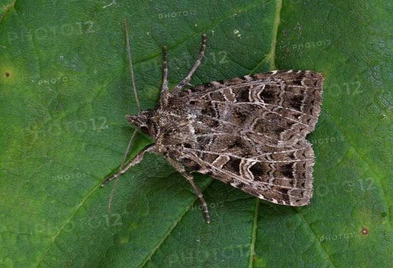 Common Gothic