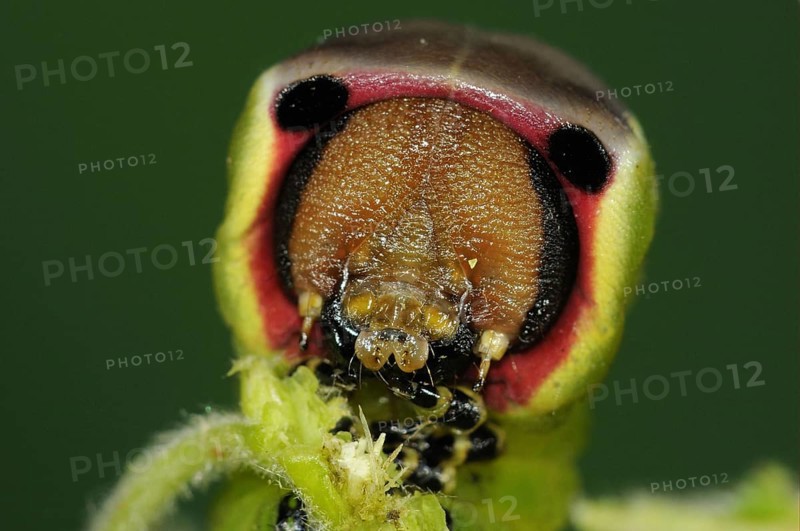 Puss moth