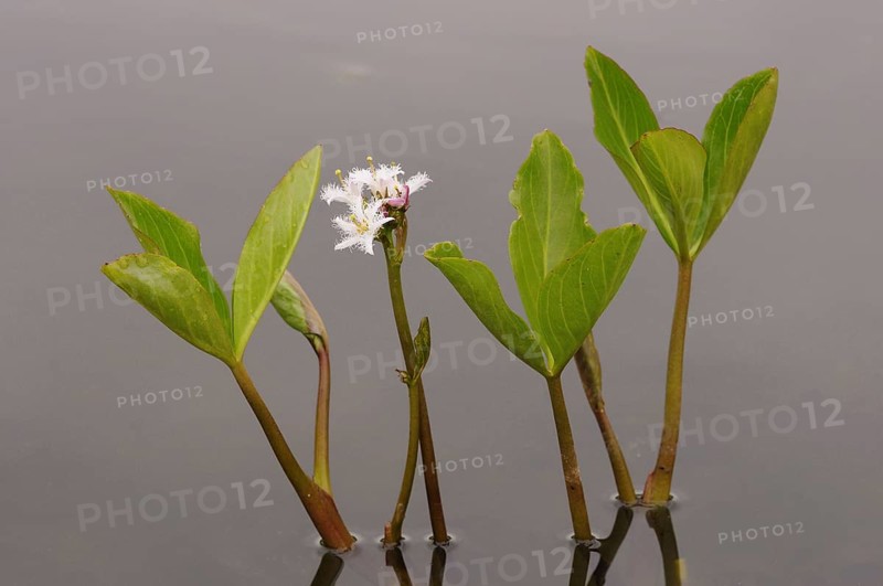 Bogbean