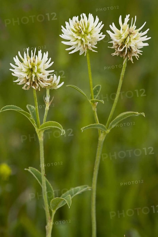 Flowering mountain clover