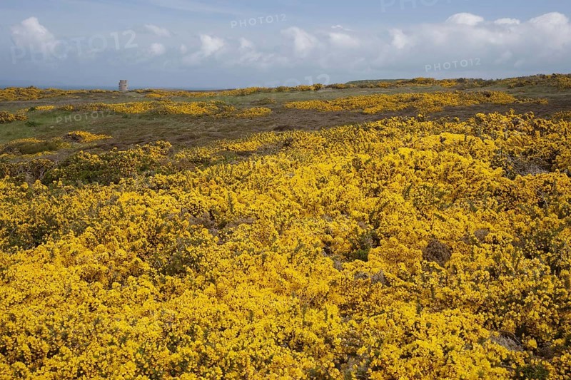 Flowering common gorse