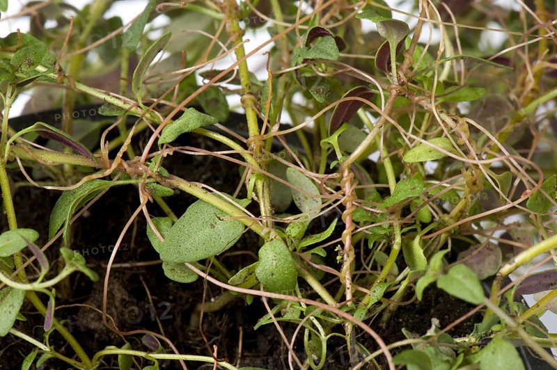 Nettle silk