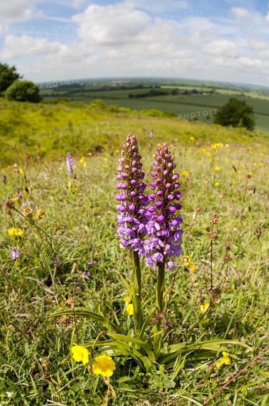 Fragrant Orchid
