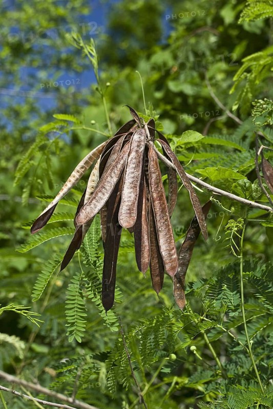 Leucaena leucocephala