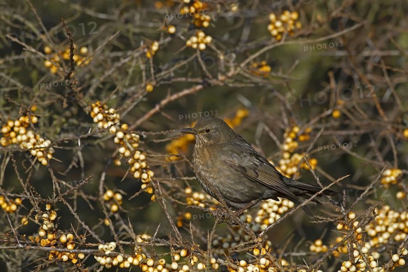 European Blackbird