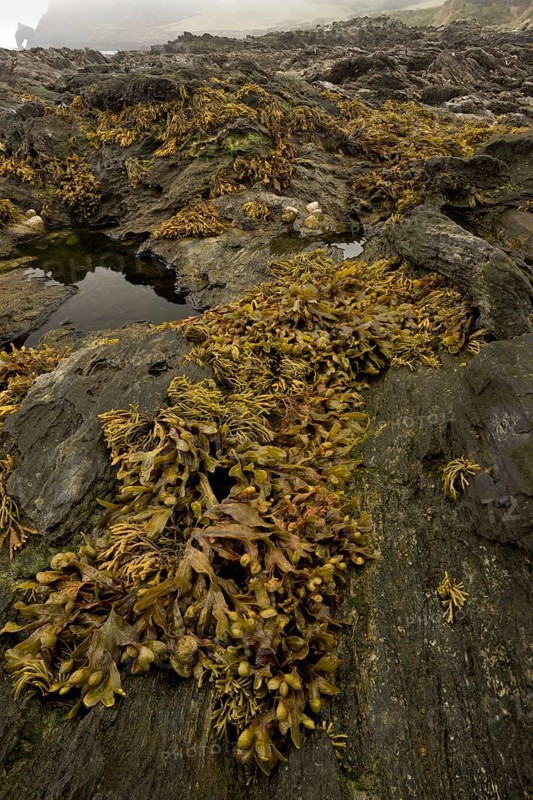 Flat Wrack