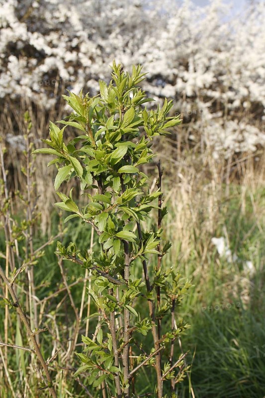 Blackthorn