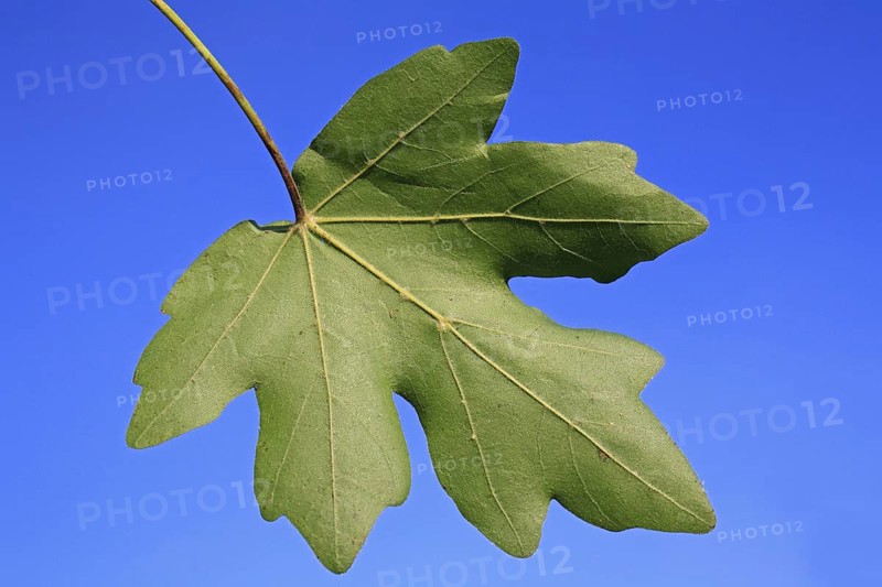 Field maple