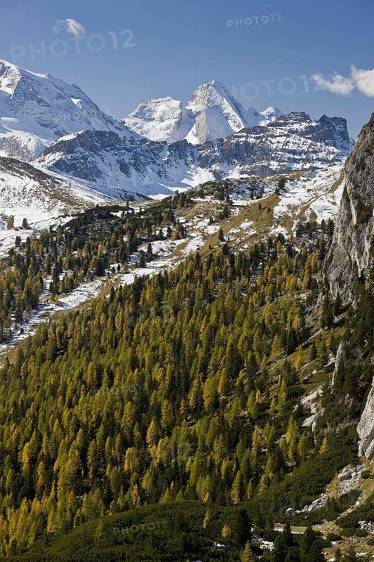 European larch