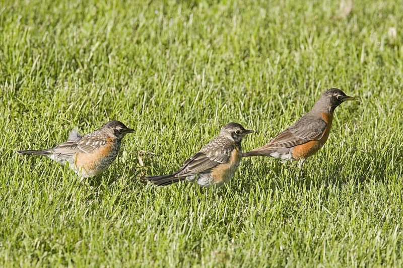 American Robin