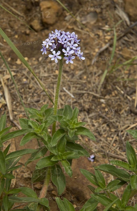Wild Verbena