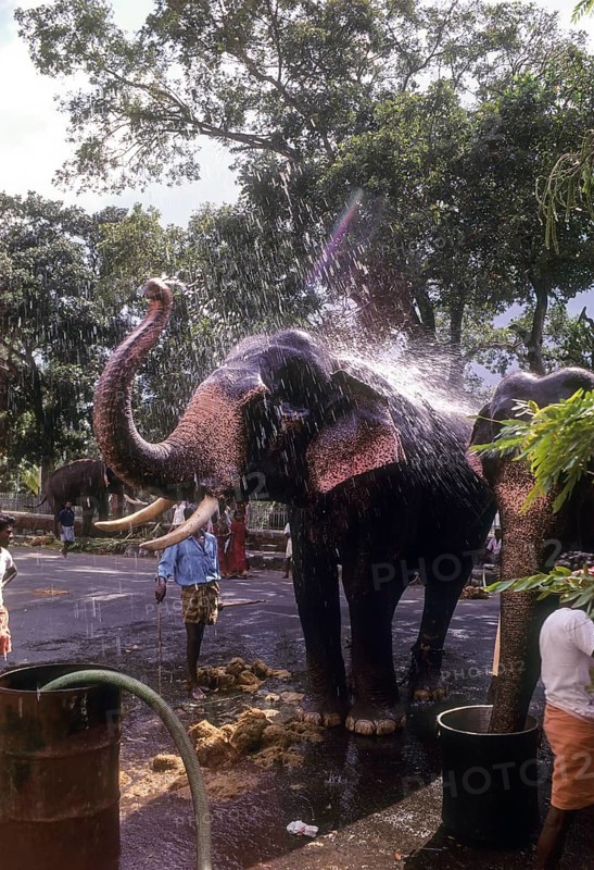 Elephantine ablutions in a big vessel in Thiruvananthapuram or Trivandram